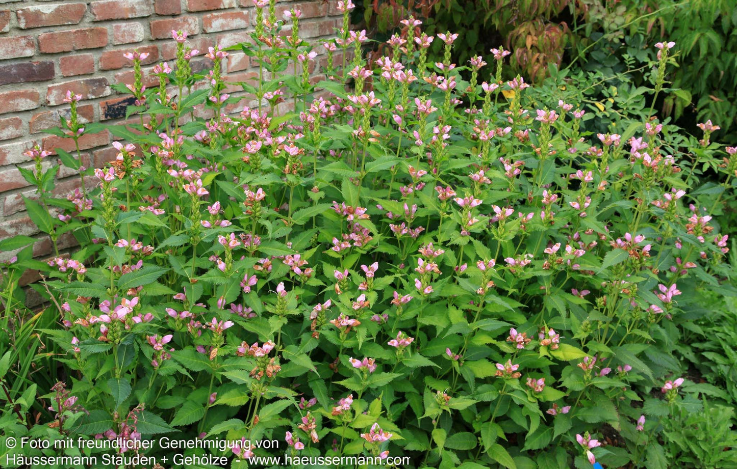 Schlangenkopf (Chelone obliqua)