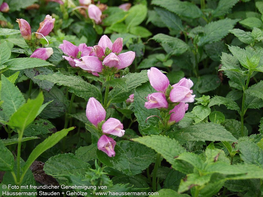 Schlangenkopf (Chelone obliqua)