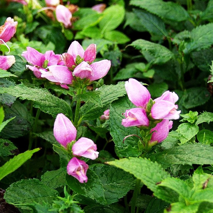 Schlangenkopf (Chelone obliqua)