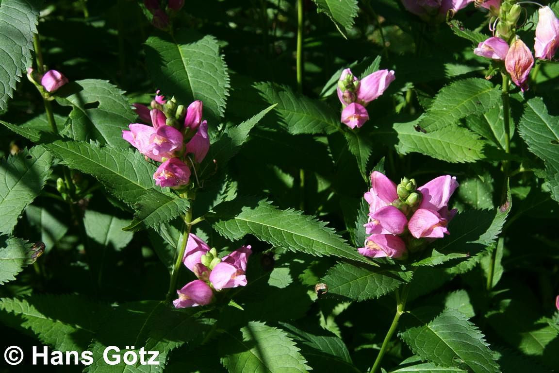 Schlangenkopf (Chelone obliqua)