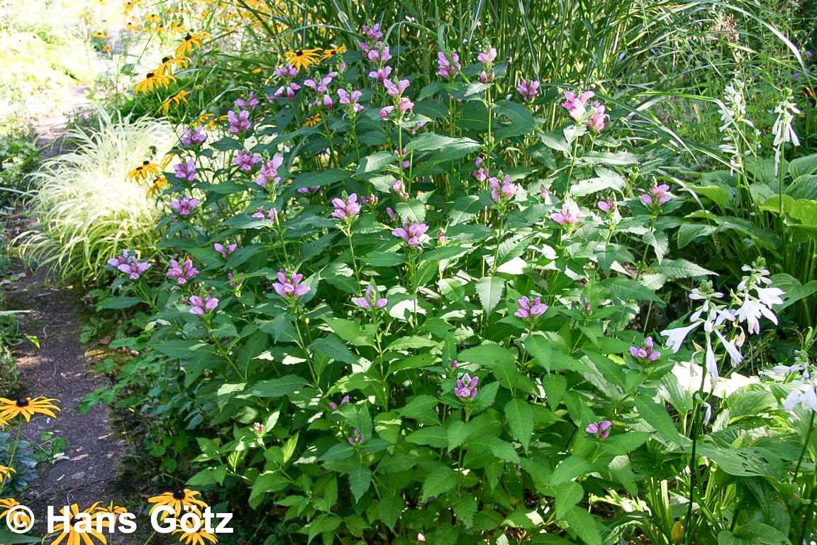 Schlangenkopf (Chelone obliqua)