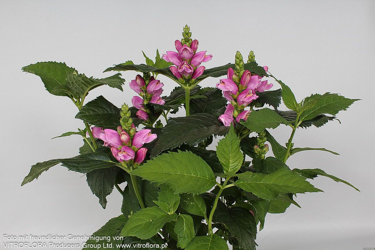 Schlangenkopf (Chelone obliqua)
