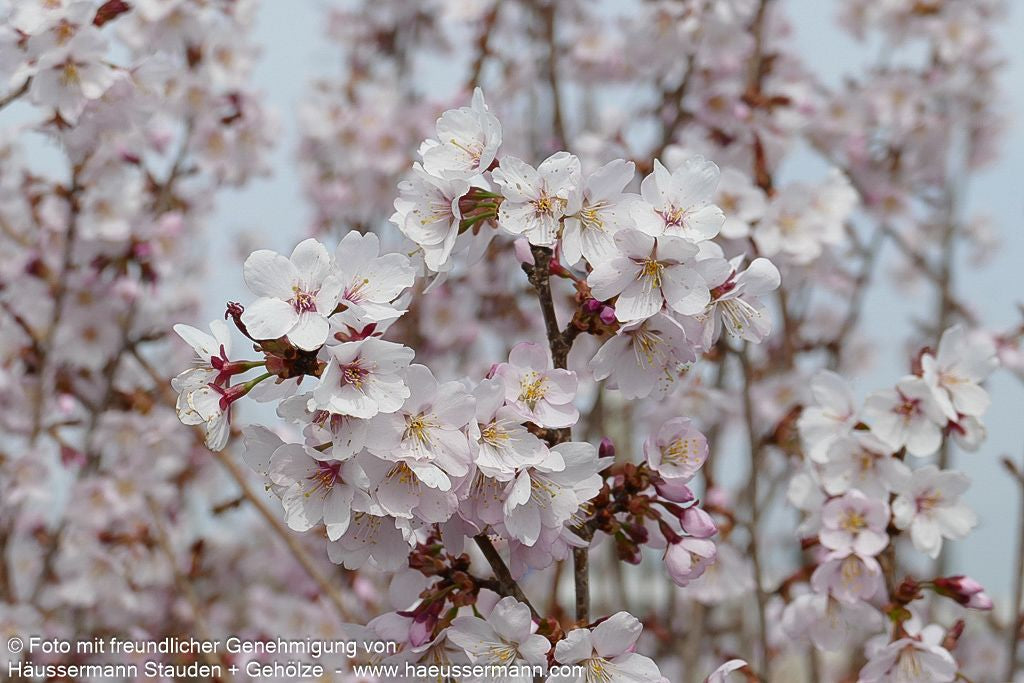 Schlanke Zier-Kirsche 'Spire' (Prunus x hillieri)