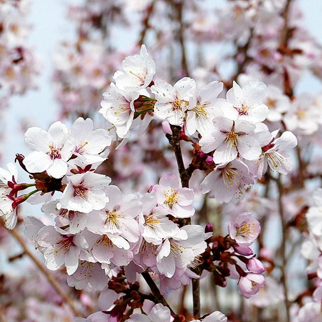 Schlanke Zier-Kirsche 'Spire' (Prunus x hillieri)