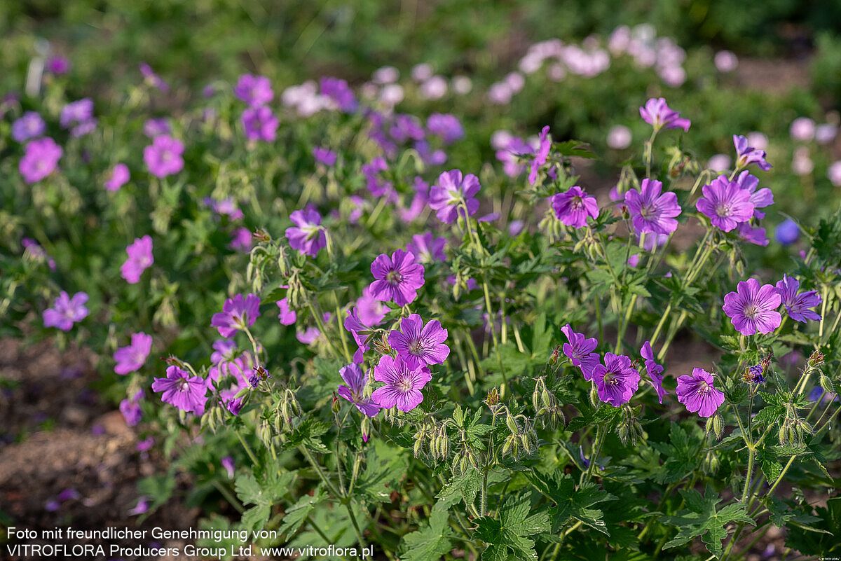 Schlanker Storchschnabel 'Sirak' (Geranium gracile)