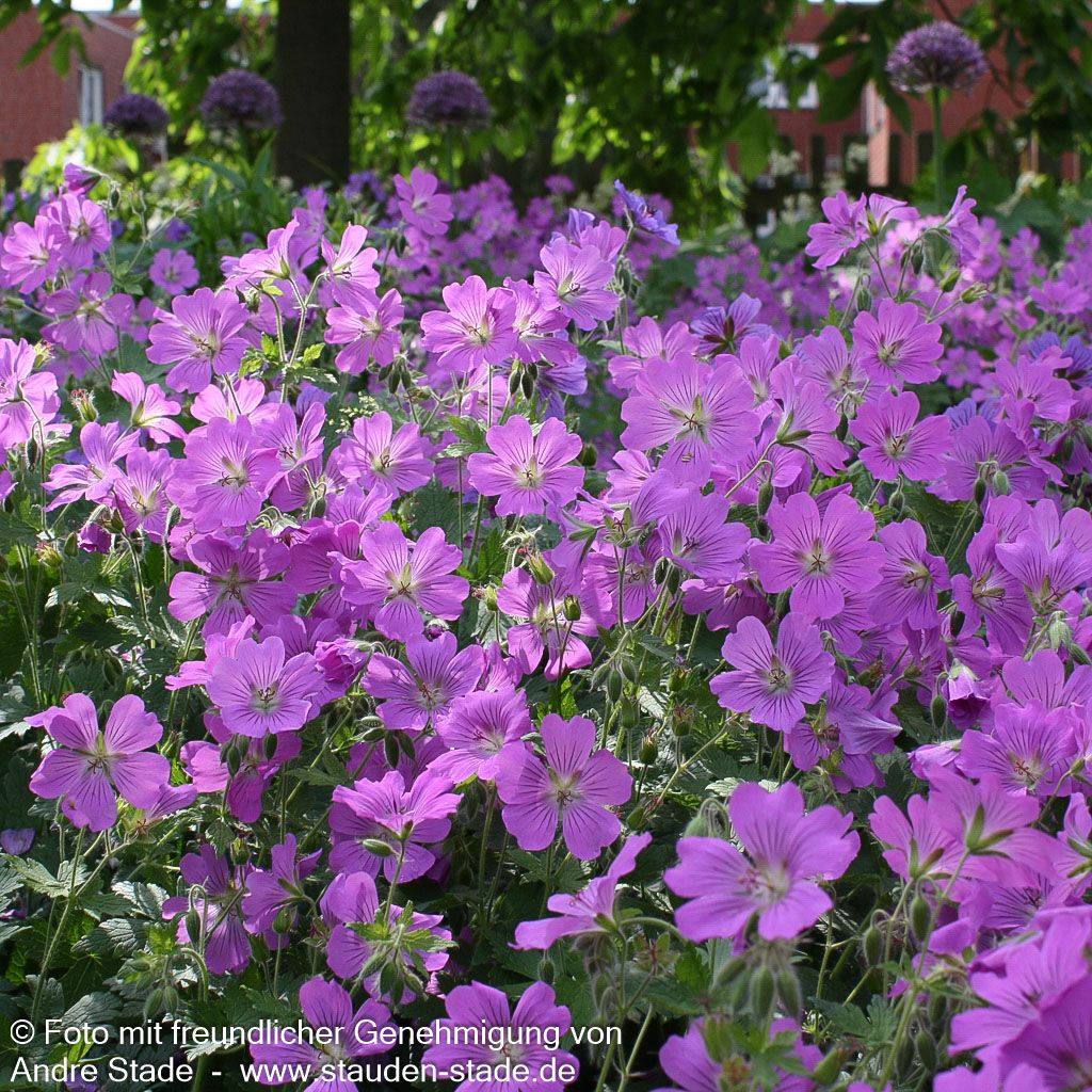 Schlanker Storchschnabel 'Sirak' (Geranium gracile)