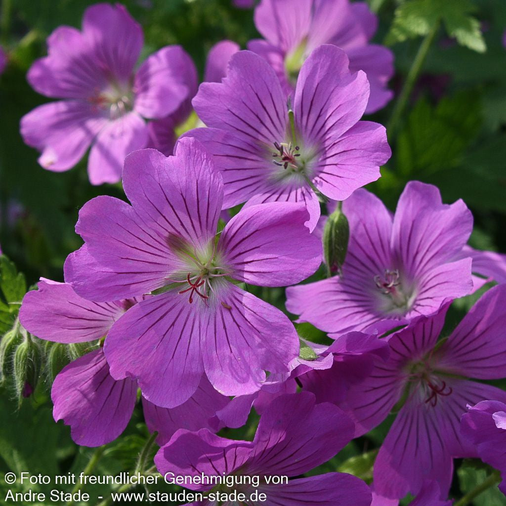 Schlanker Storchschnabel 'Sirak' (Geranium gracile)
