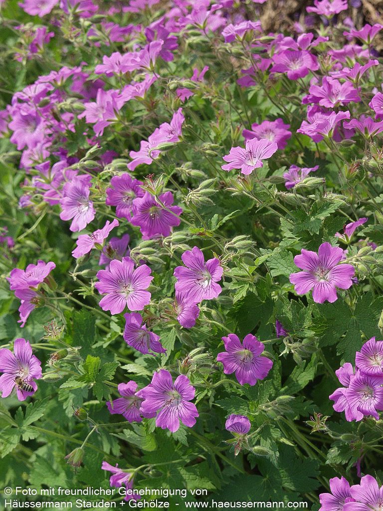 Schlanker Storchschnabel 'Sirak' (Geranium gracile)