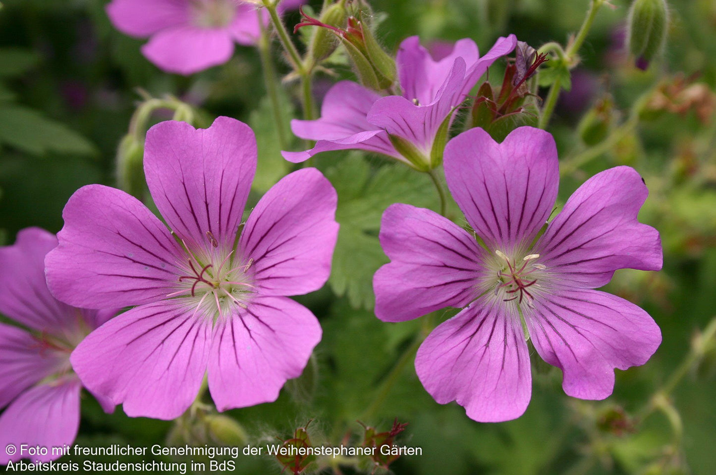 Schlanker Storchschnabel 'Sirak' (Geranium gracile)
