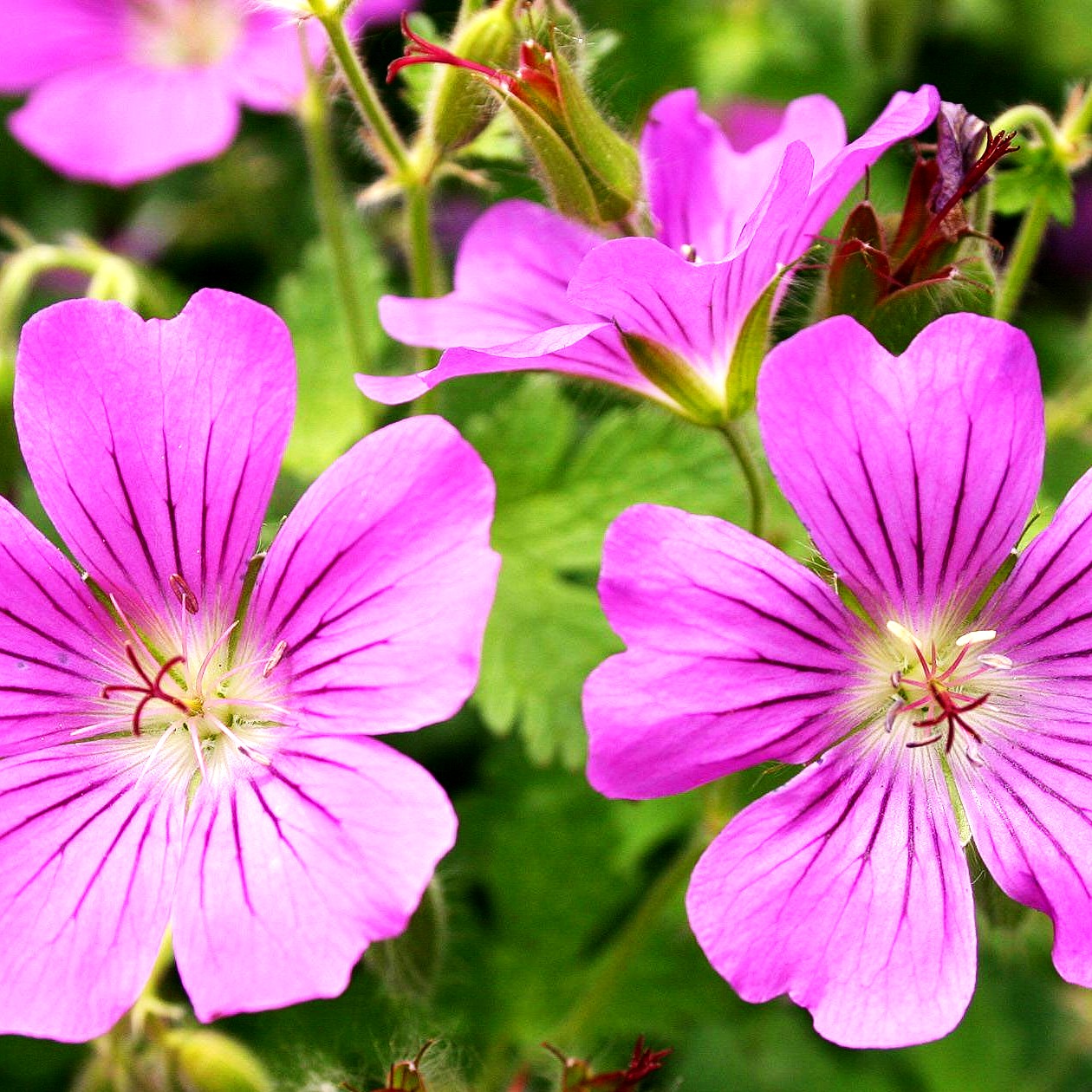 Schlanker Storchschnabel 'Sirak' (Geranium gracile)