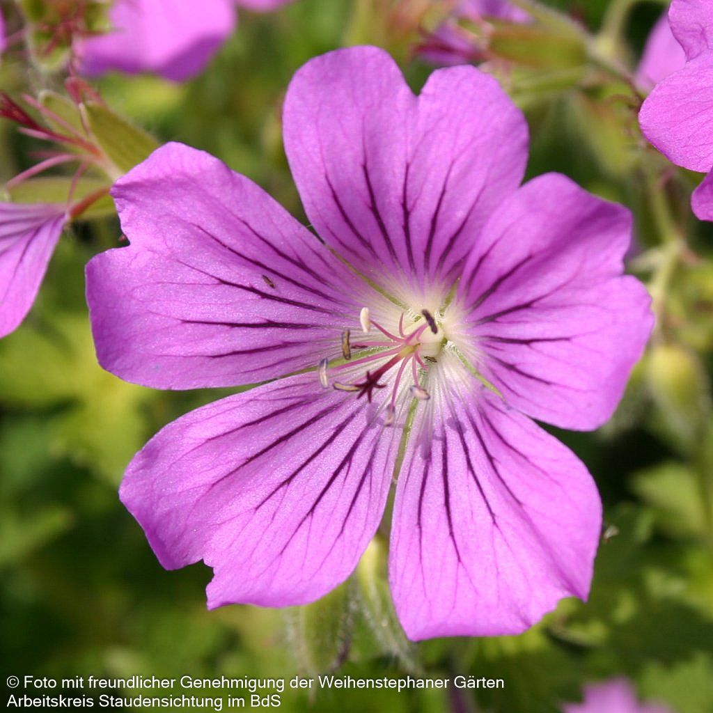 Schlanker Storchschnabel 'Sirak' (Geranium gracile)