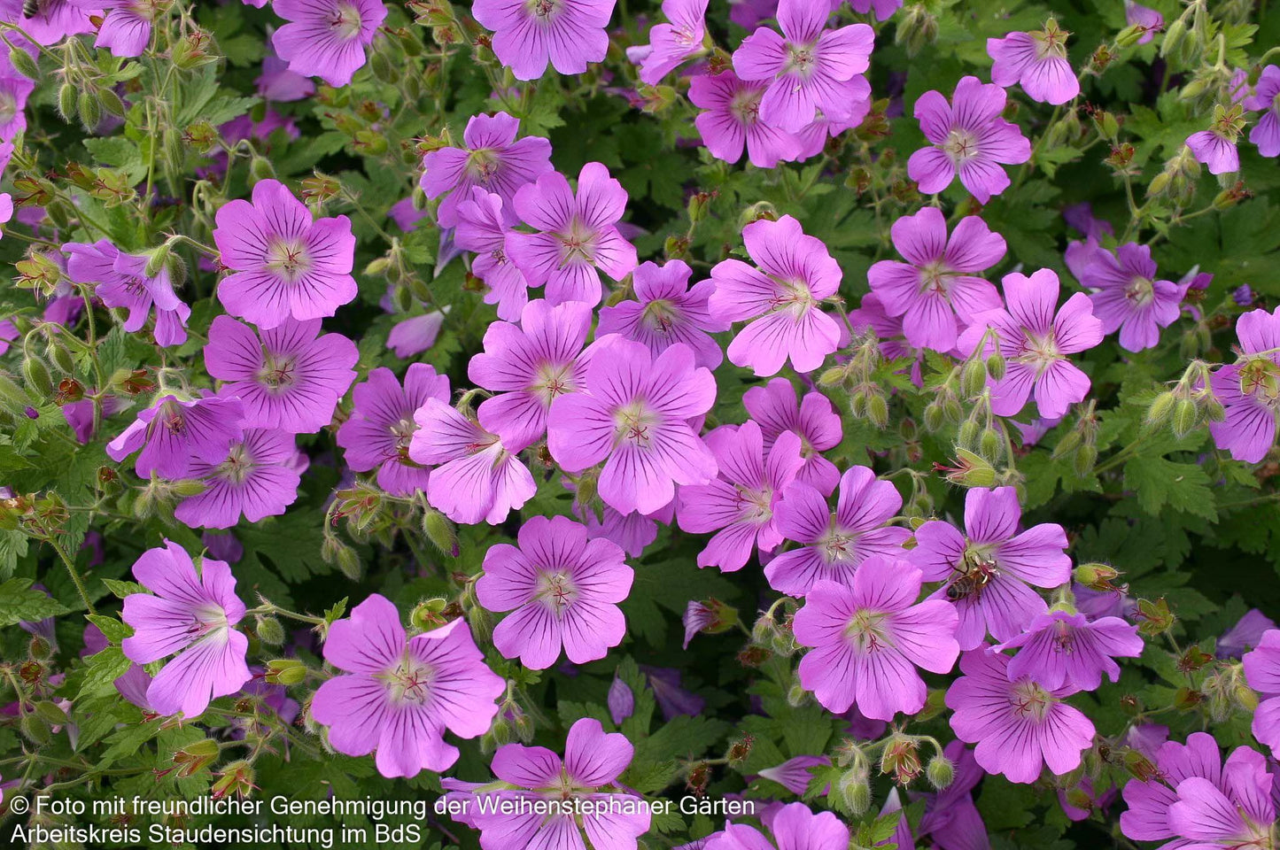 Schlanker Storchschnabel 'Sirak' (Geranium gracile)