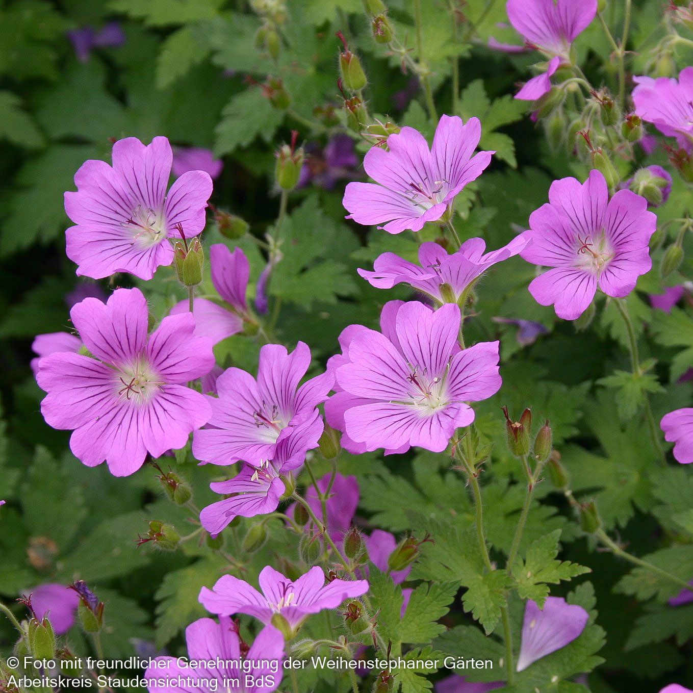 Schlanker Storchschnabel 'Sirak' (Geranium gracile)