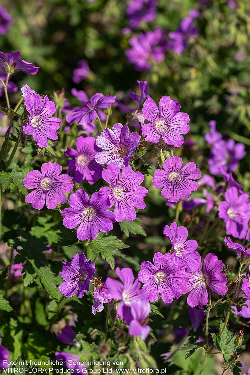 Schlanker Storchschnabel 'Sirak' (Geranium gracile)