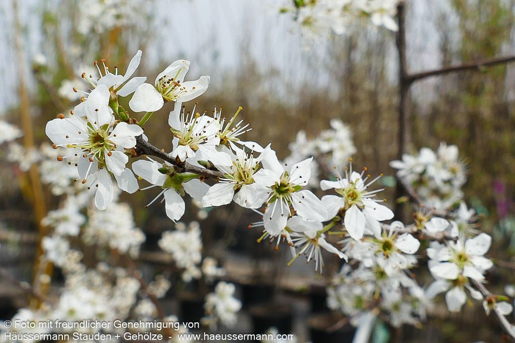 Schlehe (Prunus spinosa)