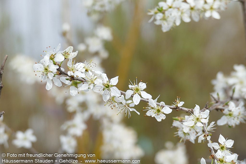 Schlehe (Prunus spinosa)