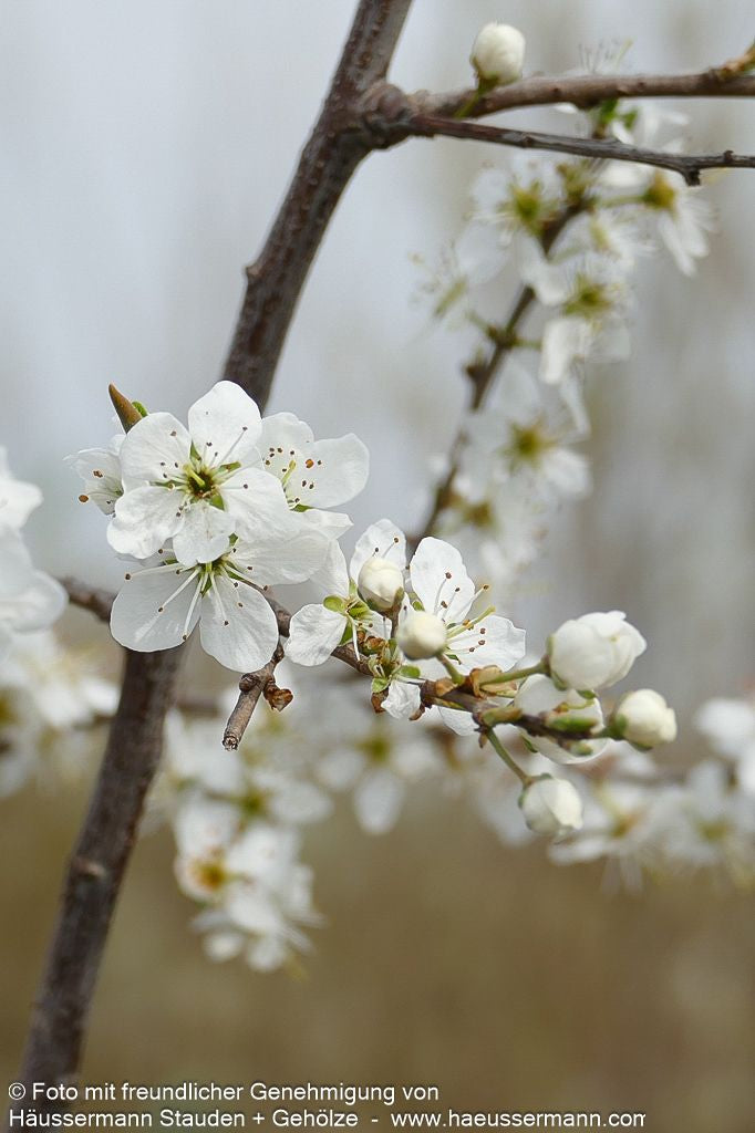 Schlehe (Prunus spinosa)