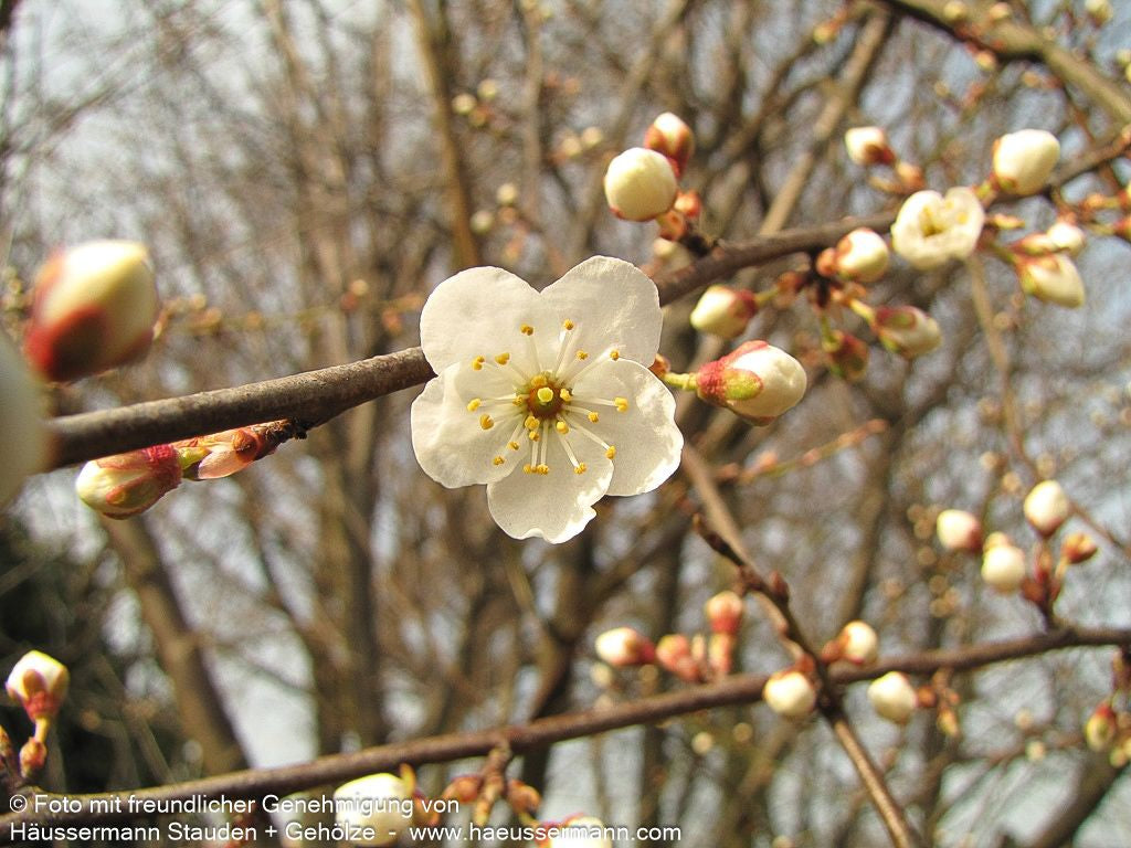 Schlehe (Prunus spinosa)