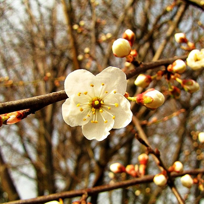 Schlehe (Prunus spinosa)