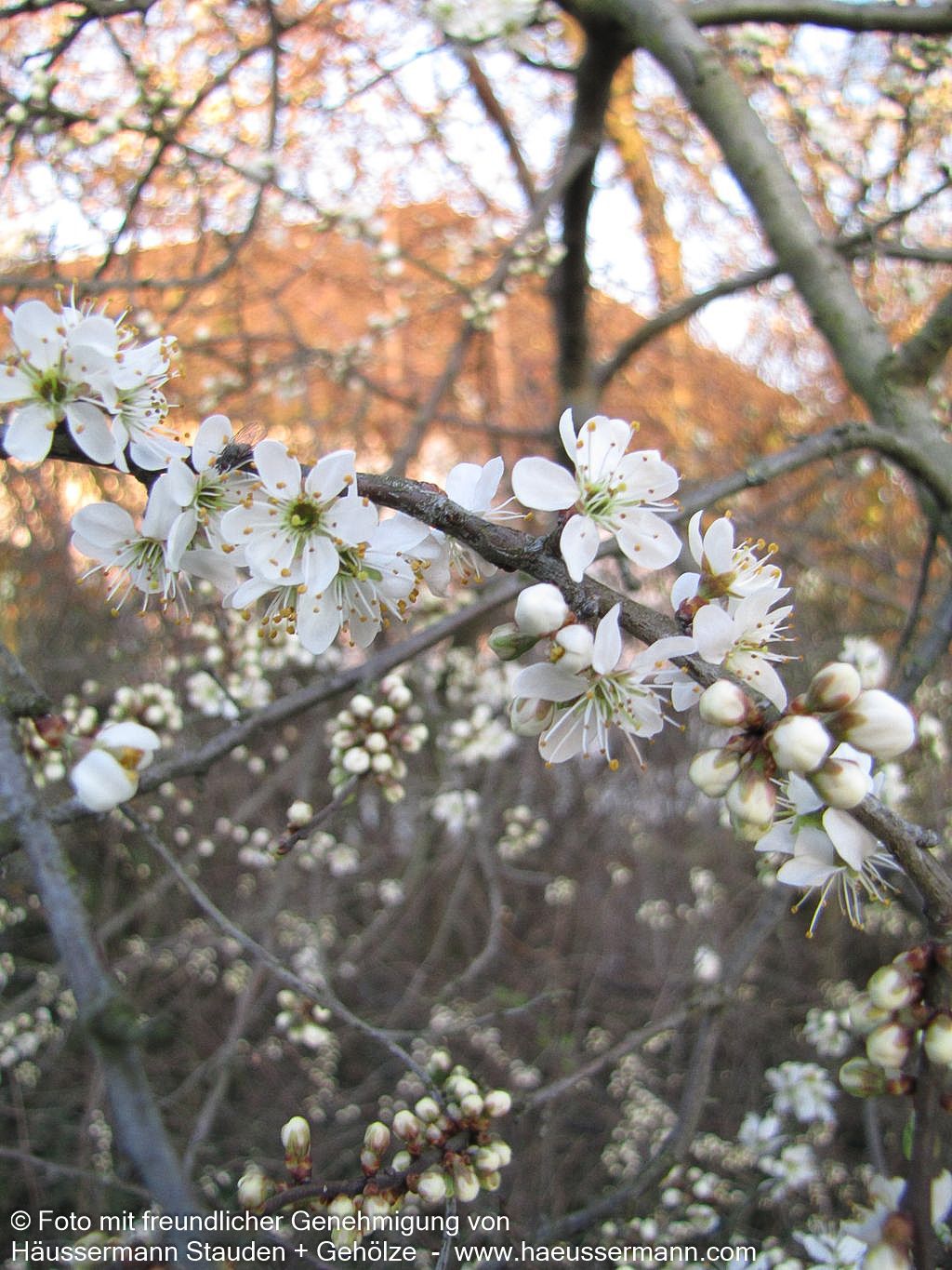 Schlehe (Prunus spinosa)