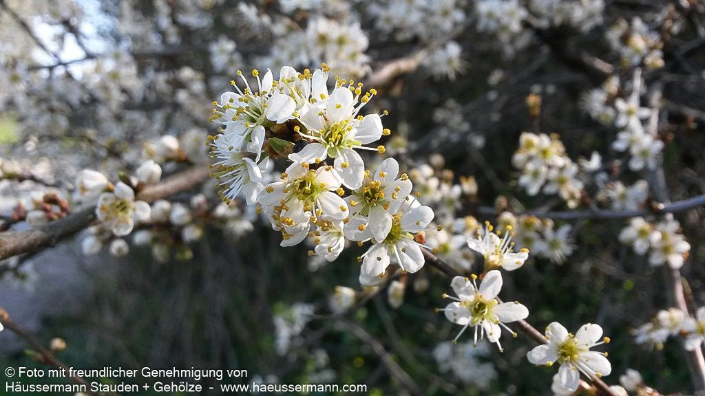 Schlehe (Prunus spinosa)