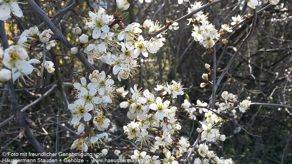 Schlehe (Prunus spinosa)