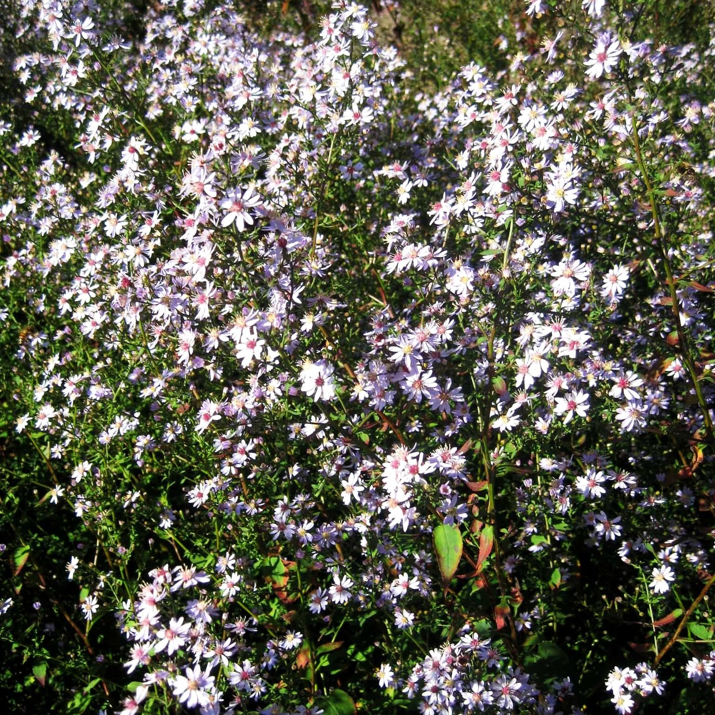 Schleier-Aster 'Blütenregen' (Aster cordifolius)