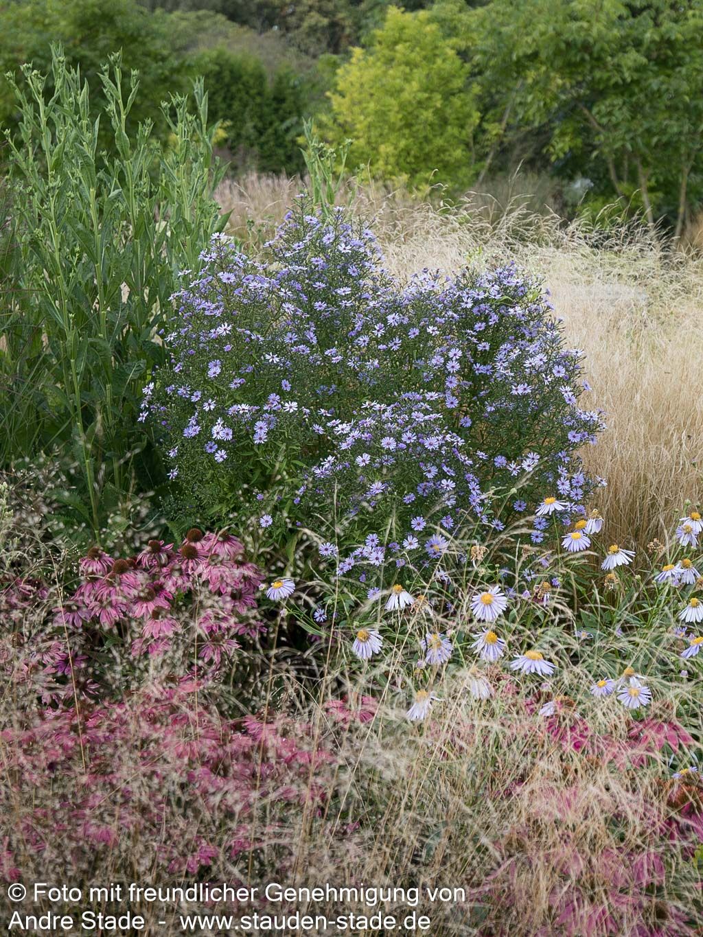 Schleier-Aster 'Little Carlow' (Aster cordifolius)