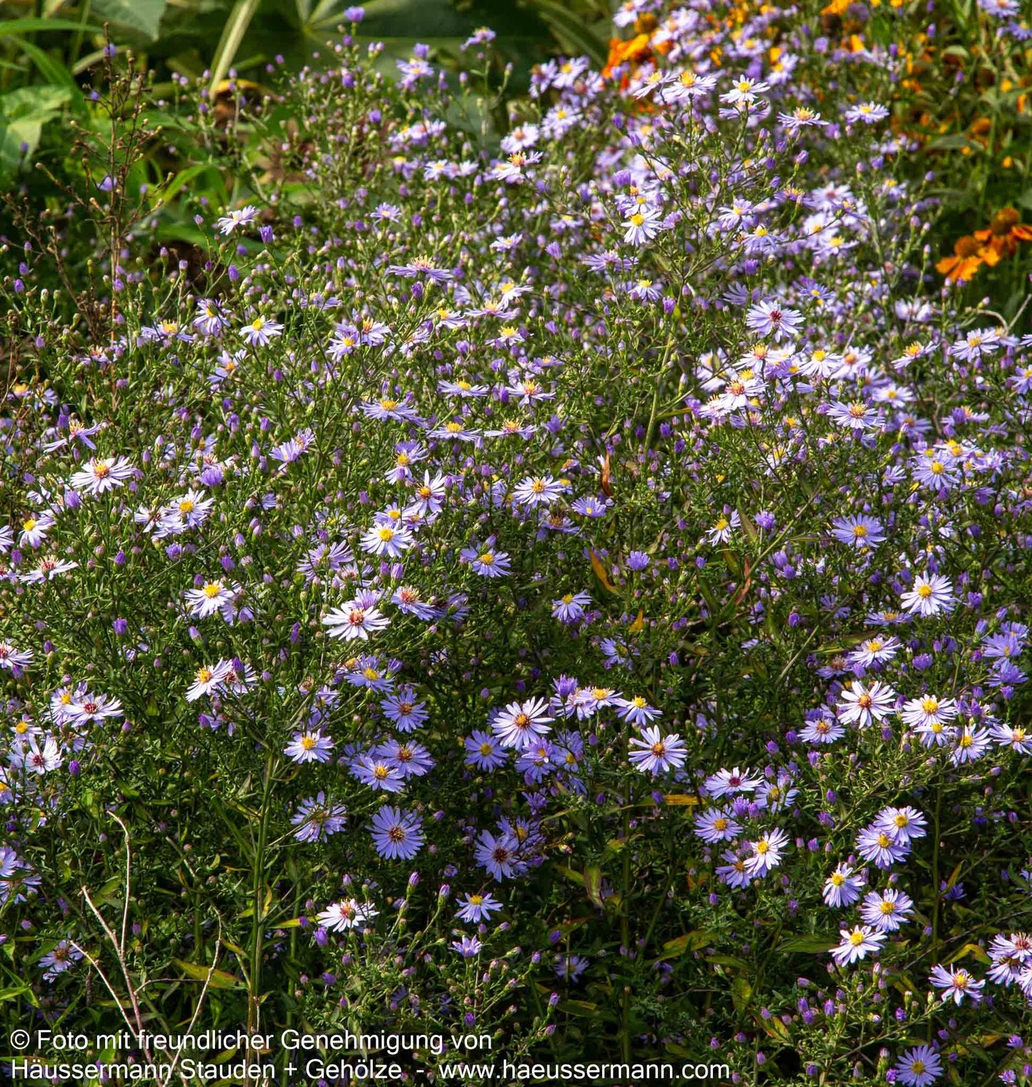 Schleier-Aster 'Little Carlow' (Aster cordifolius)