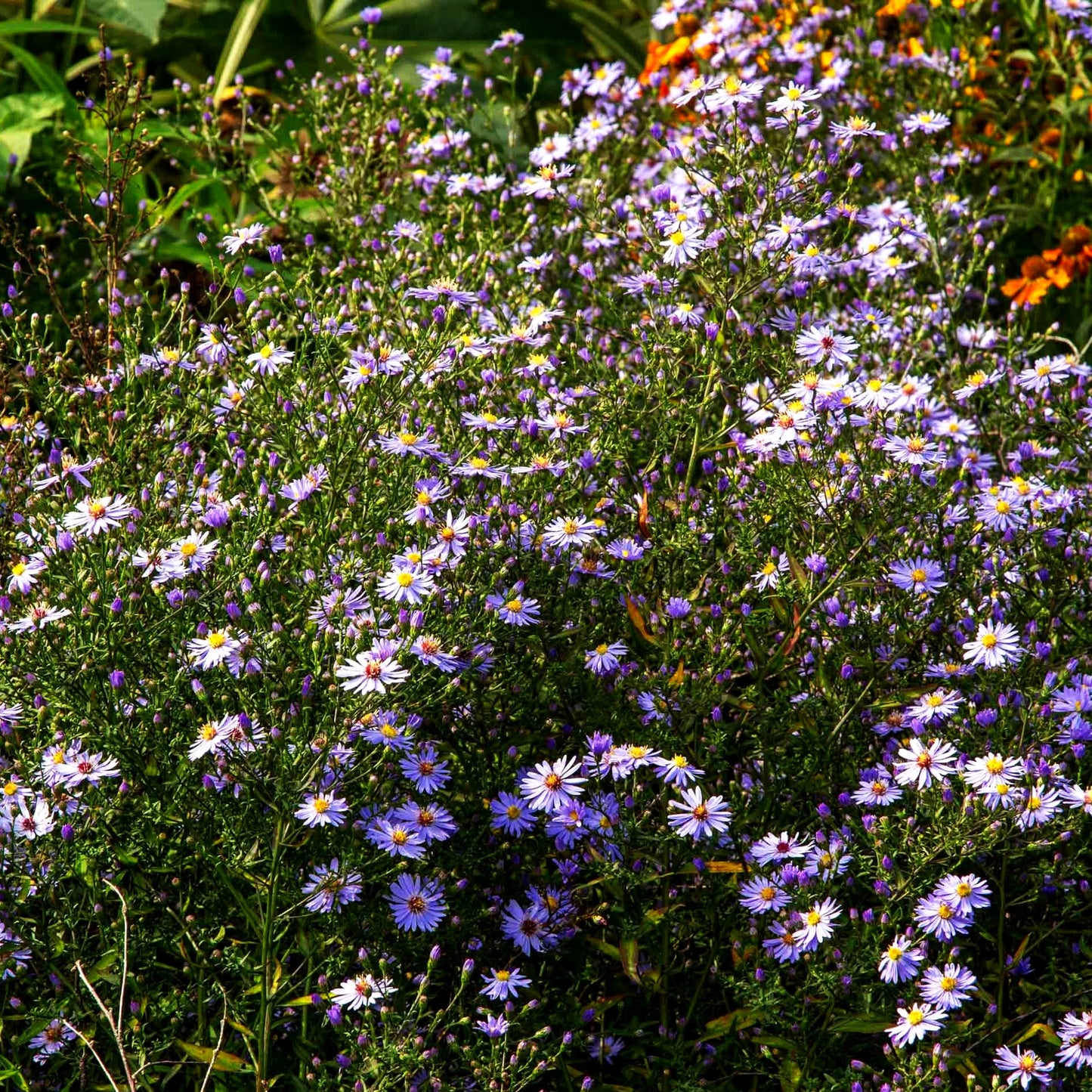 Schleier-Aster 'Little Carlow' (Aster cordifolius)