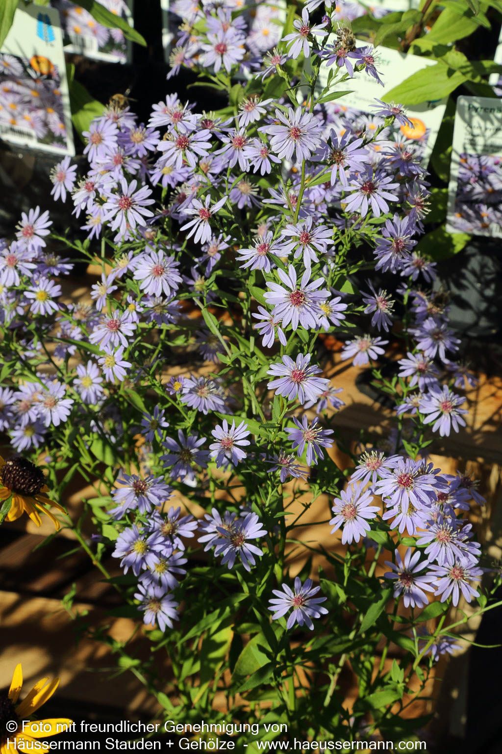 Schleier-Aster 'Little Carlow' (Aster cordifolius)
