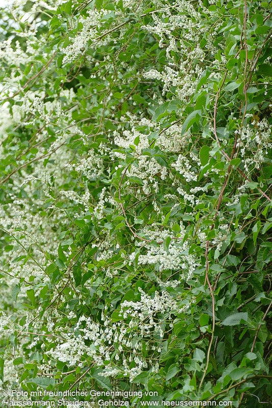 Schling-Knöterich (Polygonum aubertii)