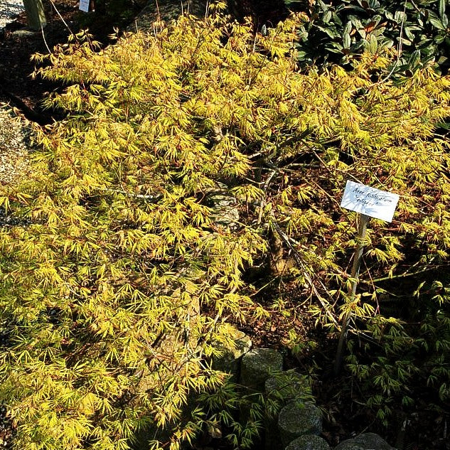 Schlitz-Ahorn 'Filigree' (Acer palmatum)