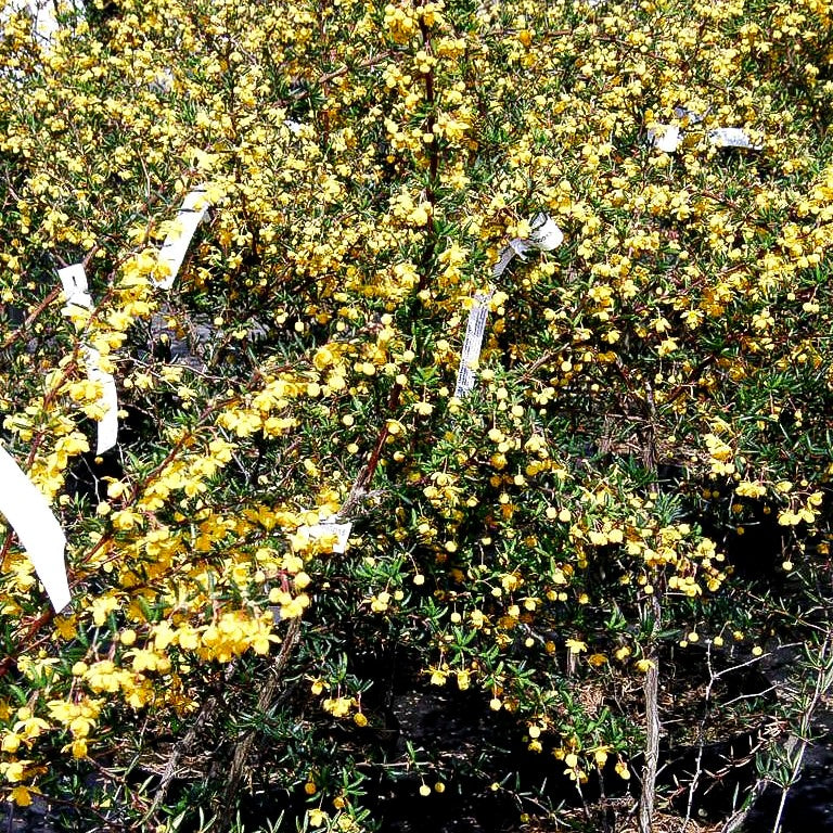 Schmalblättrige Berberitze (Berberis x stenophylla)