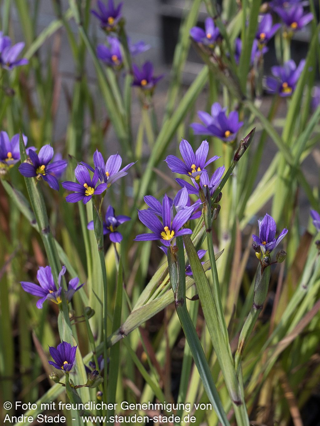 Schmalblättrige Binsenlinie (Sisyrinchium angustifolium)