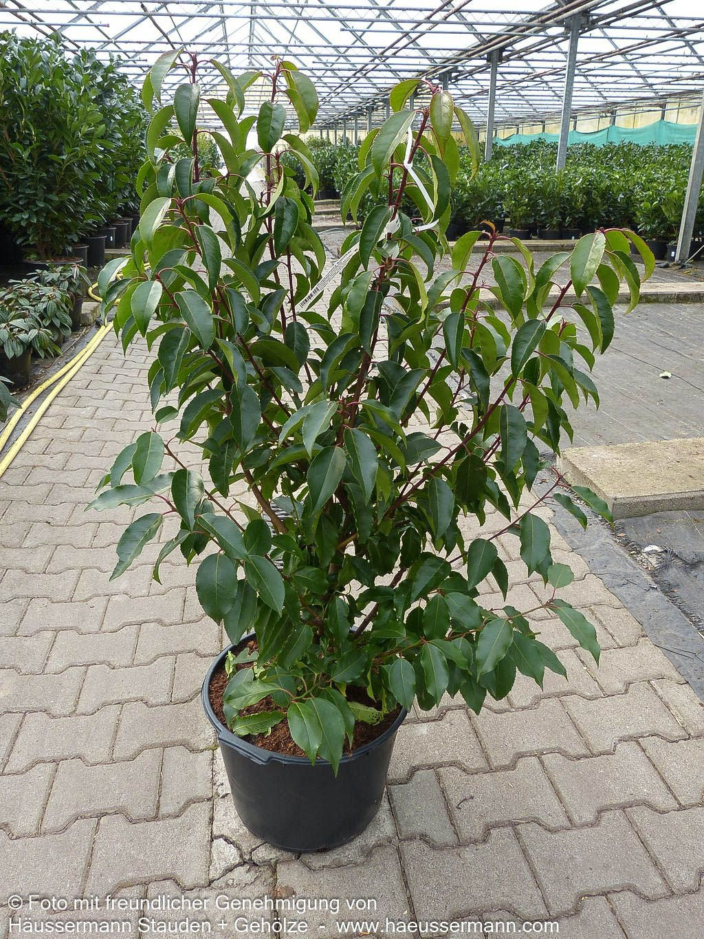 Schmalblättrige Lorbeerkirsche 'Angustifolia' (Prunus lusitanica)