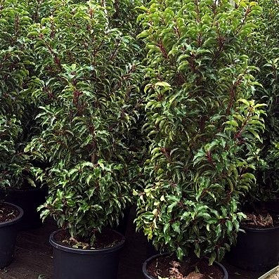 Schmalblättrige Lorbeerkirsche 'Brenelia' -S- (Prunus lusitanica)