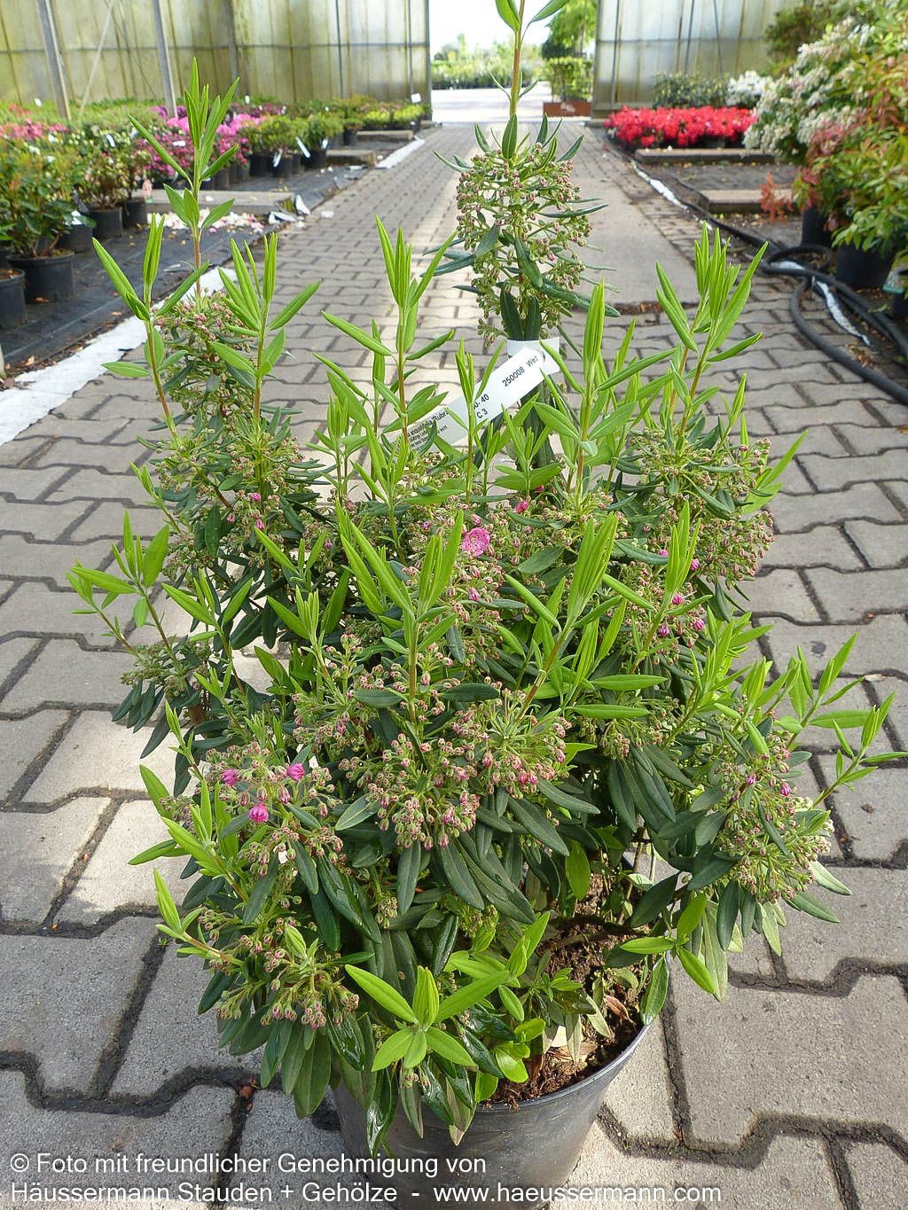 Schmalblättrige Lorbeerrose 'Rubra' (Kalmia angustifolia)