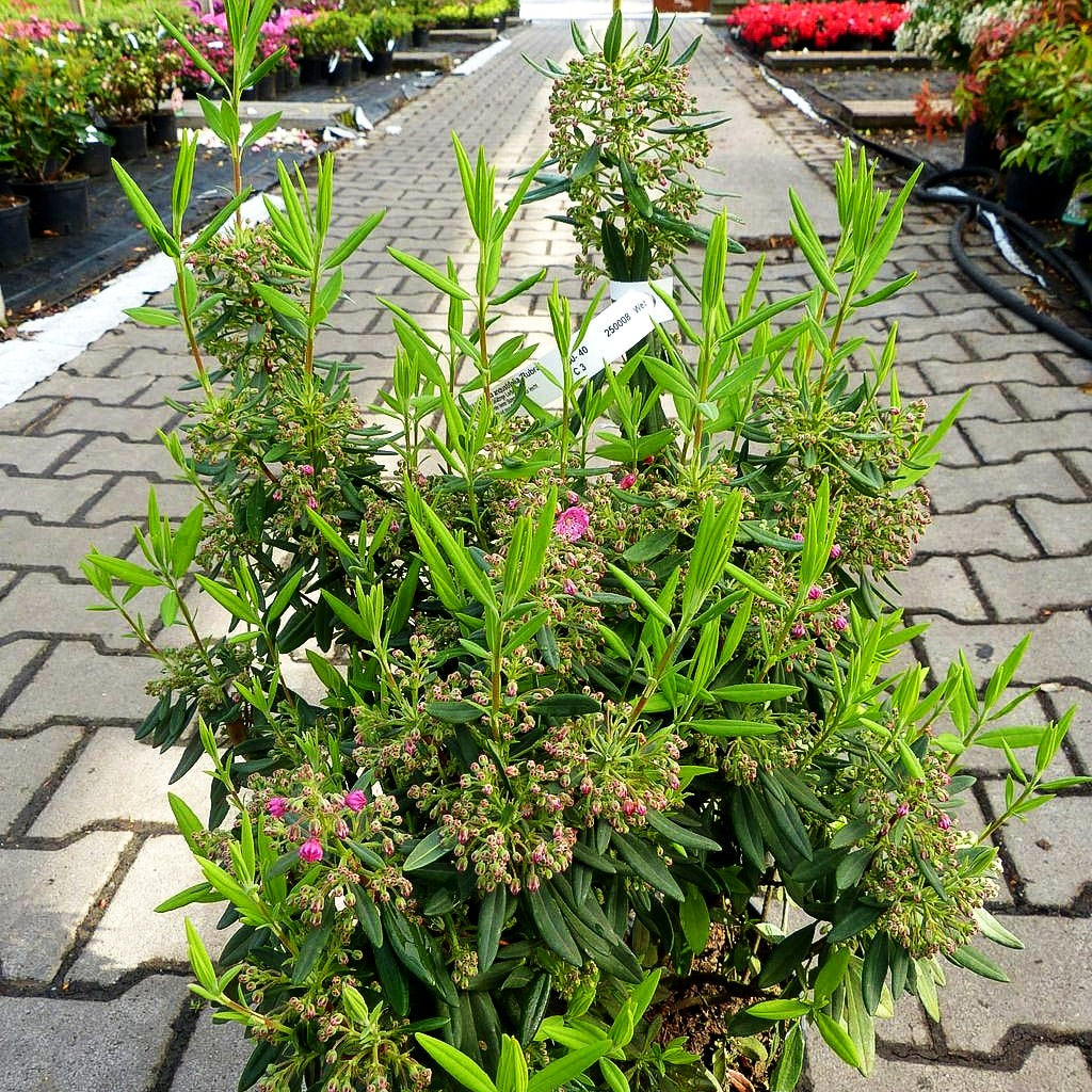 Schmalblättrige Lorbeerrose 'Rubra' (Kalmia angustifolia)