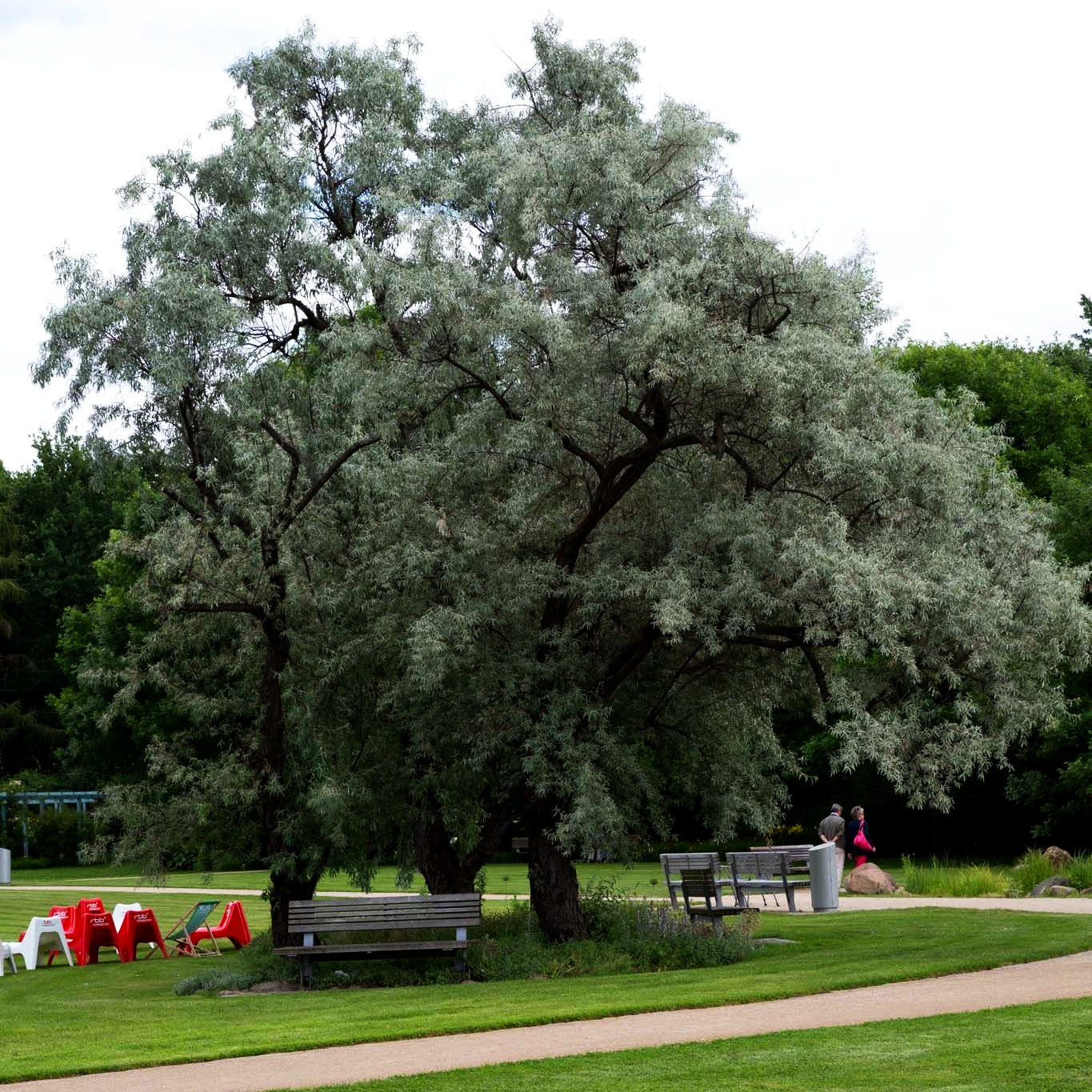 Schmalblättrige Ölweide (Elaeagnus angustifolia)