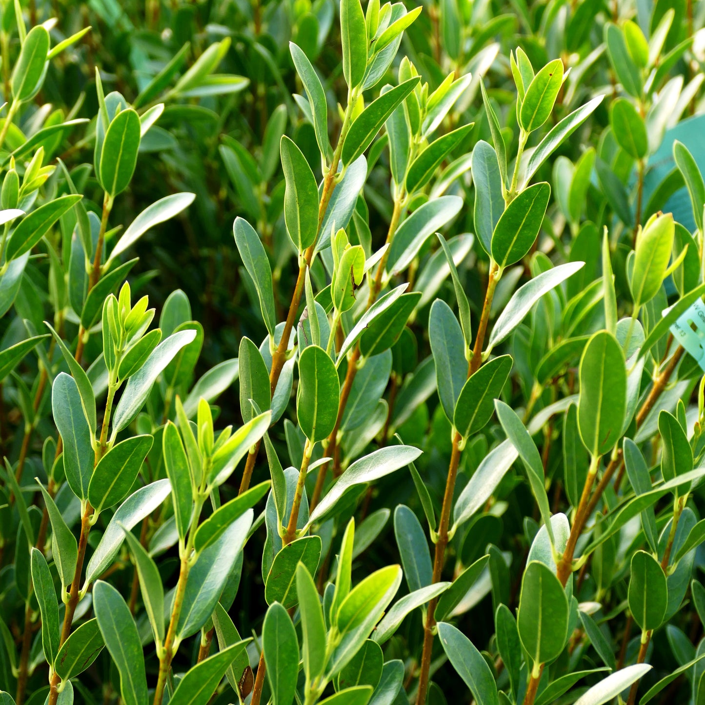 Schmalblättrige Steinlinde 'Grand Prix' (Phillyrea angustifolia)