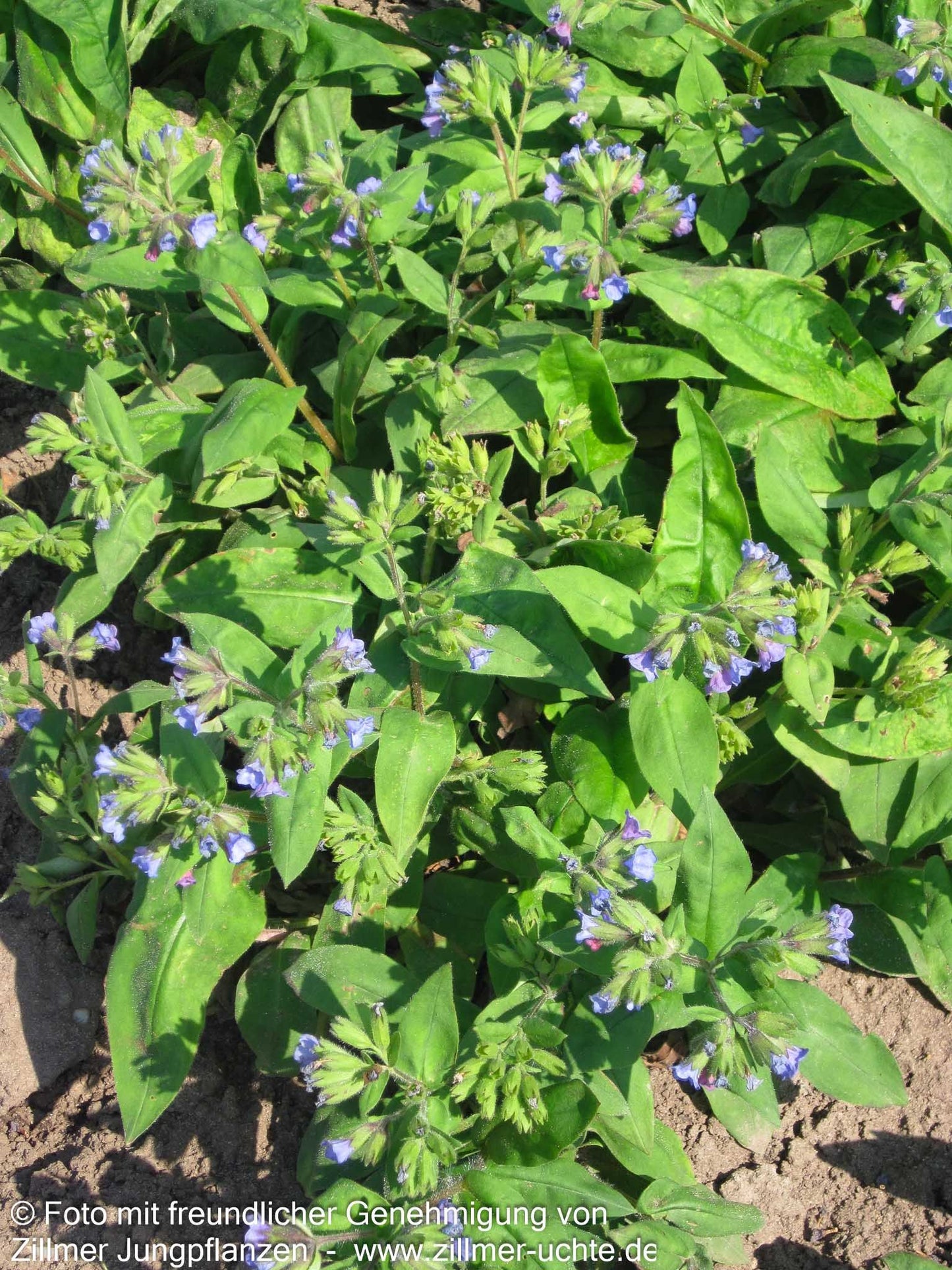 Schmalblättriges Lungenkraut 'Azurea' (Pulmonaria dacica)