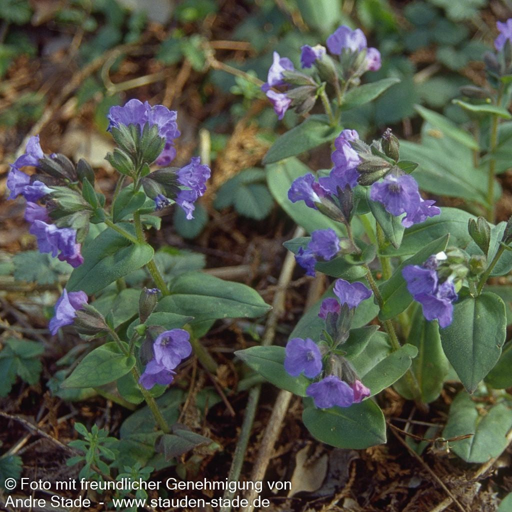 Schmalblättriges Lungenkraut 'Azurea' (Pulmonaria dacica)