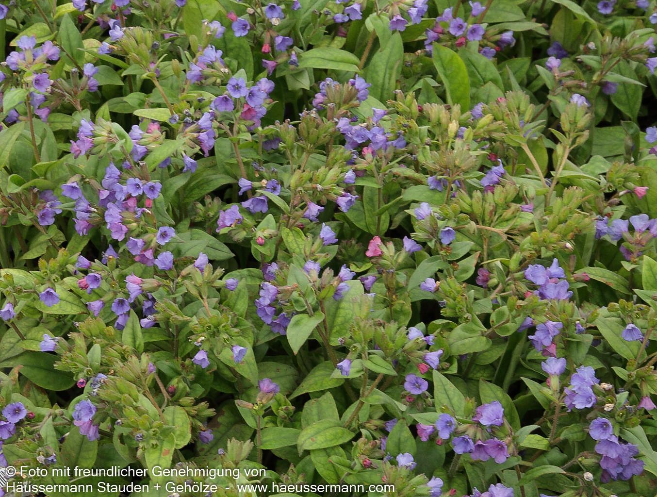 Schmalblättriges Lungenkraut 'Azurea' (Pulmonaria dacica)