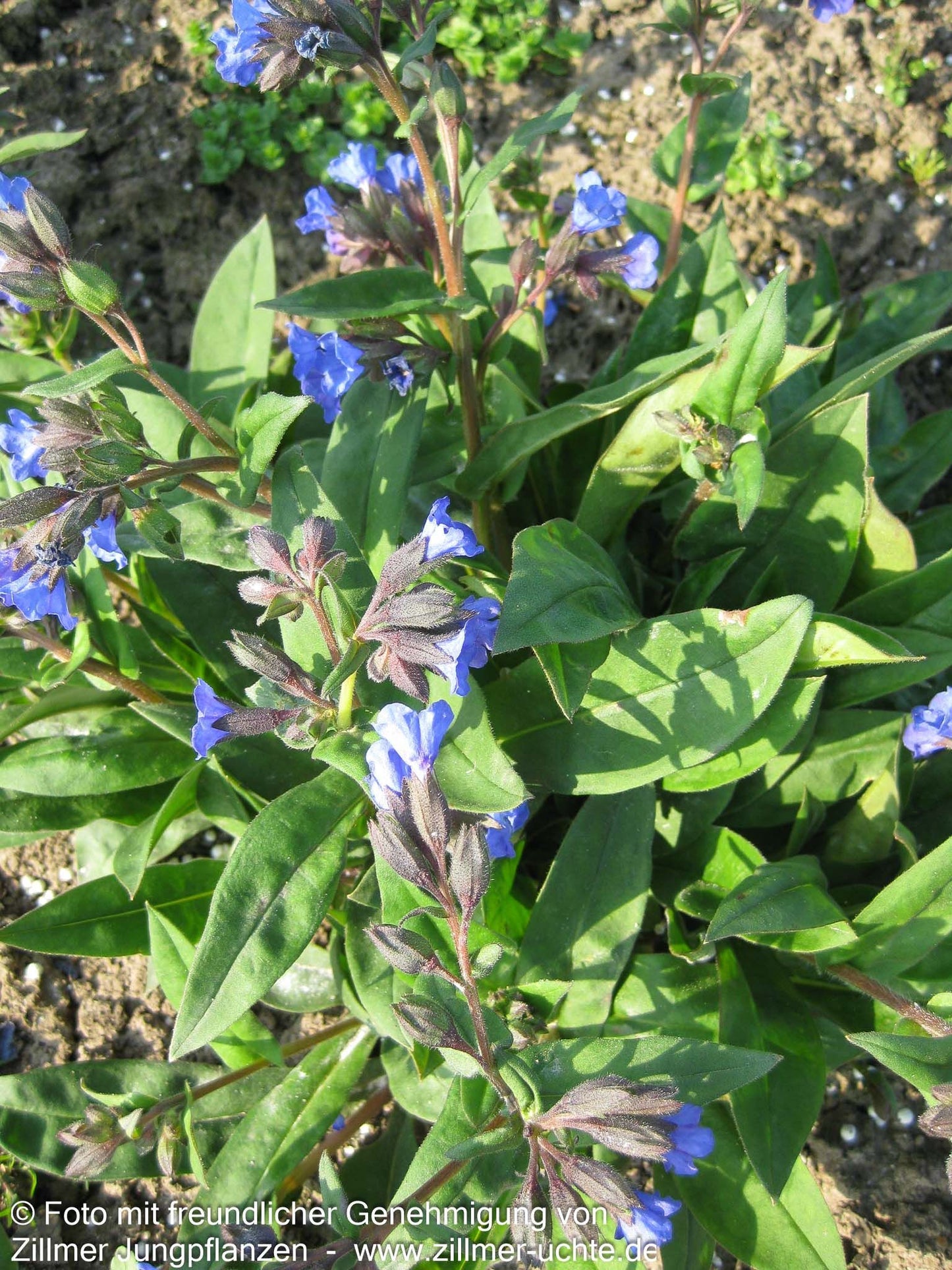 Schmalblättriges Lungenkraut 'Blue Ensign' (Pulmonaria dacica)