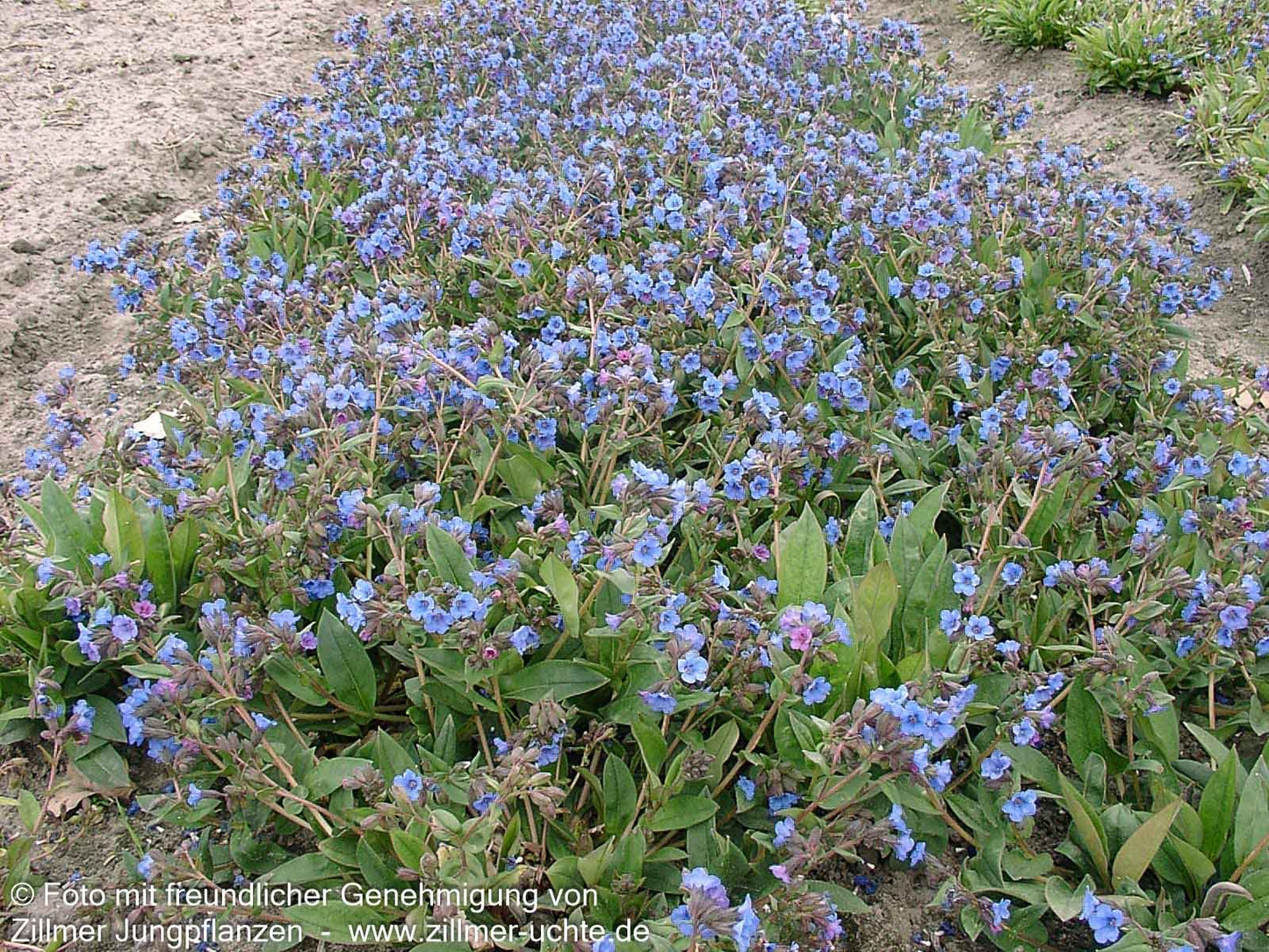 Schmalblättriges Lungenkraut 'Blue Ensign' (Pulmonaria dacica)