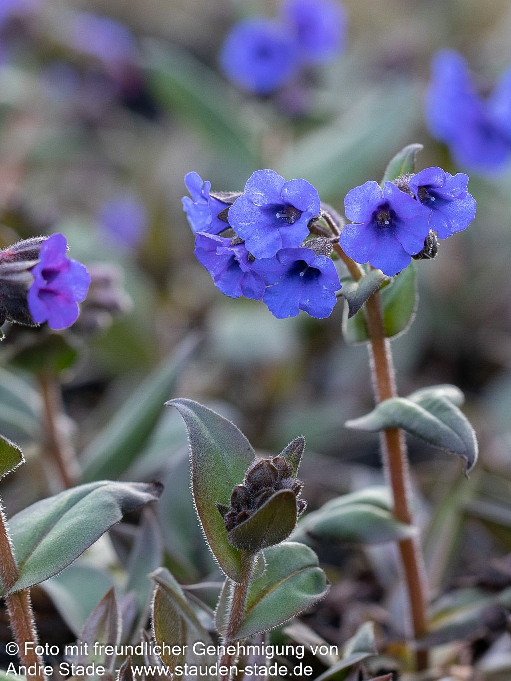 Schmalblättriges Lungenkraut 'Blue Ensign' (Pulmonaria dacica)