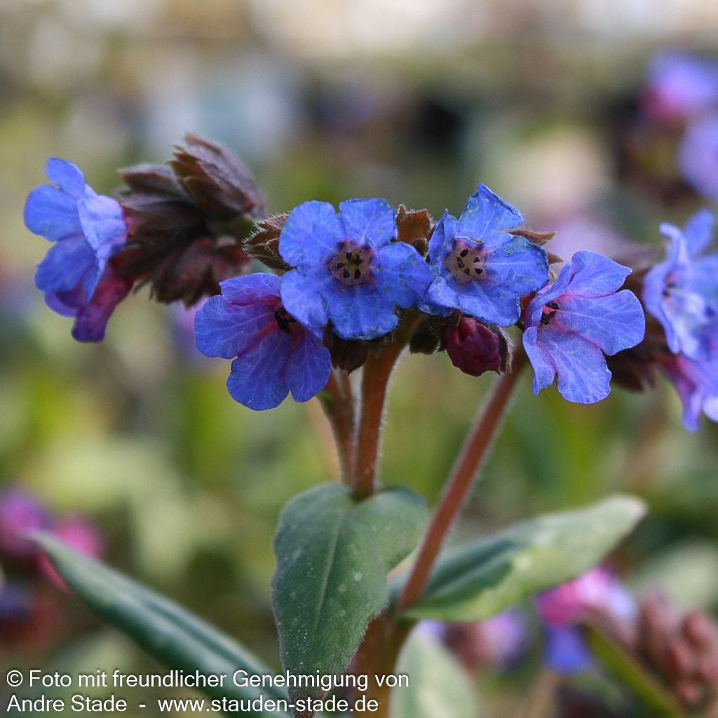 Schmalblättriges Lungenkraut 'Blue Ensign' (Pulmonaria dacica)