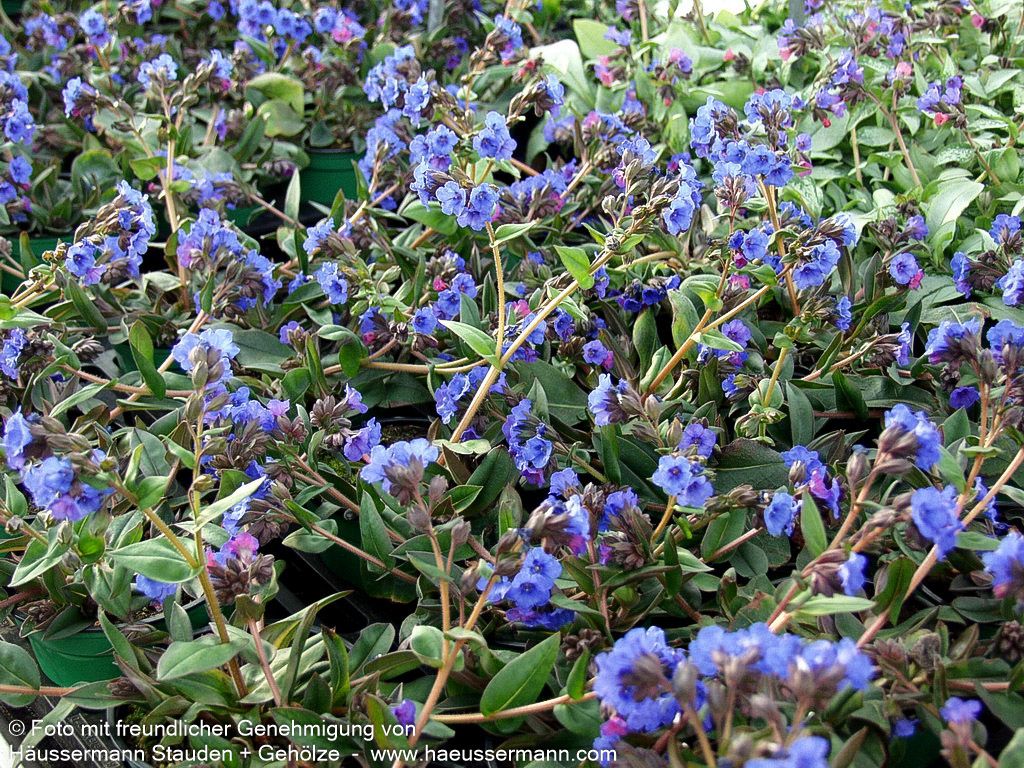 Schmalblättriges Lungenkraut 'Blue Ensign' (Pulmonaria dacica)