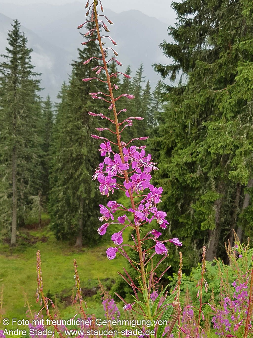 Schmalblättriges Weidenröschen (Epilobium angustifolium)